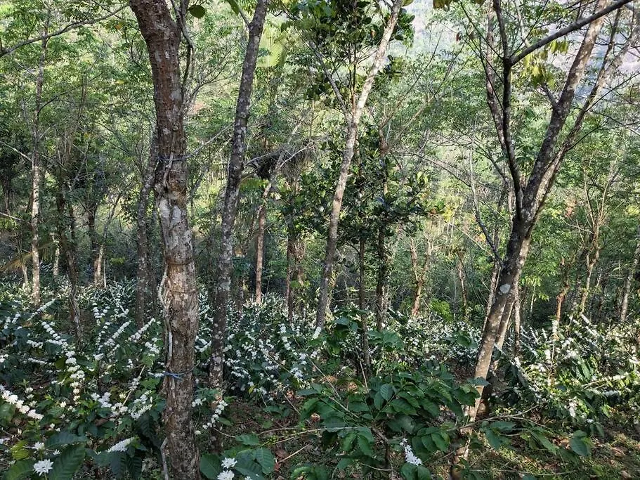 Pepper Glen Powathu Villa Idukki Holiday home