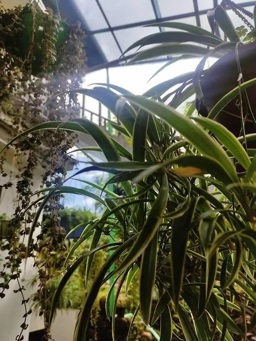Prázdninový dům Vila Pepper Glen Powathu Idukki